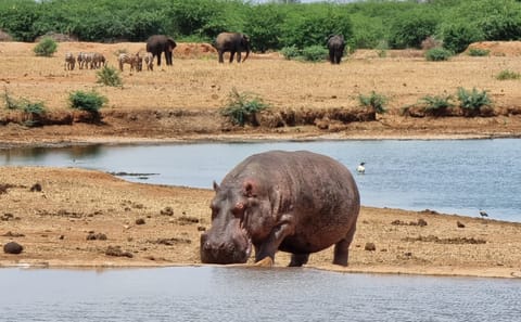 4-Day Safari Adventure from Diani Beach to Amboseli