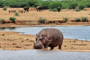 4-Day Safari Adventure from Diani Beach to Amboseli