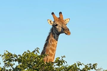 Evening Game Drive and Bush Dinner in Victoria Falls