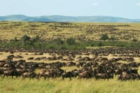 4-Day Tanzania Group Safari Tarangire, Serengeti & Ngorongoro Crater – The Ultimate Shared Safari Adventure 10