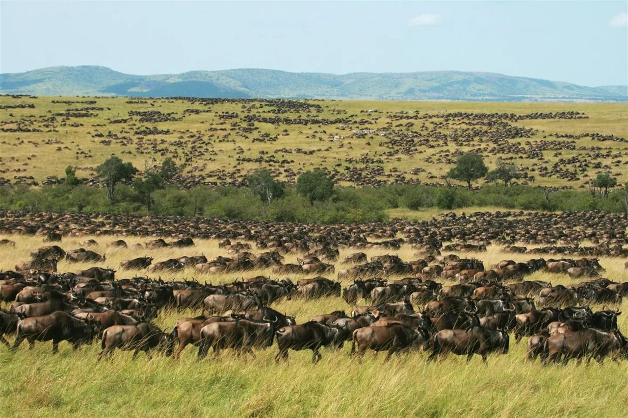 4-Day Tanzania Group Safari Tarangire, Serengeti & Ngorongoro Crater – The Ultimate Shared Safari Adventure 10