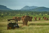 Game Drive Samburu National Reserve