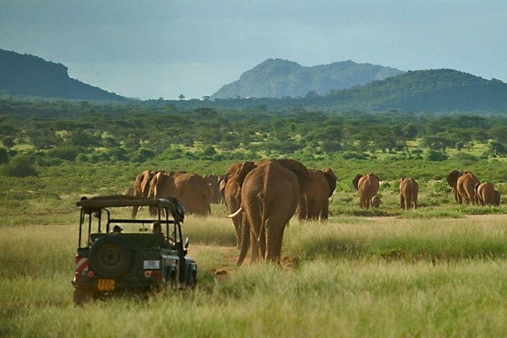 Game Drive Samburu National Reserve