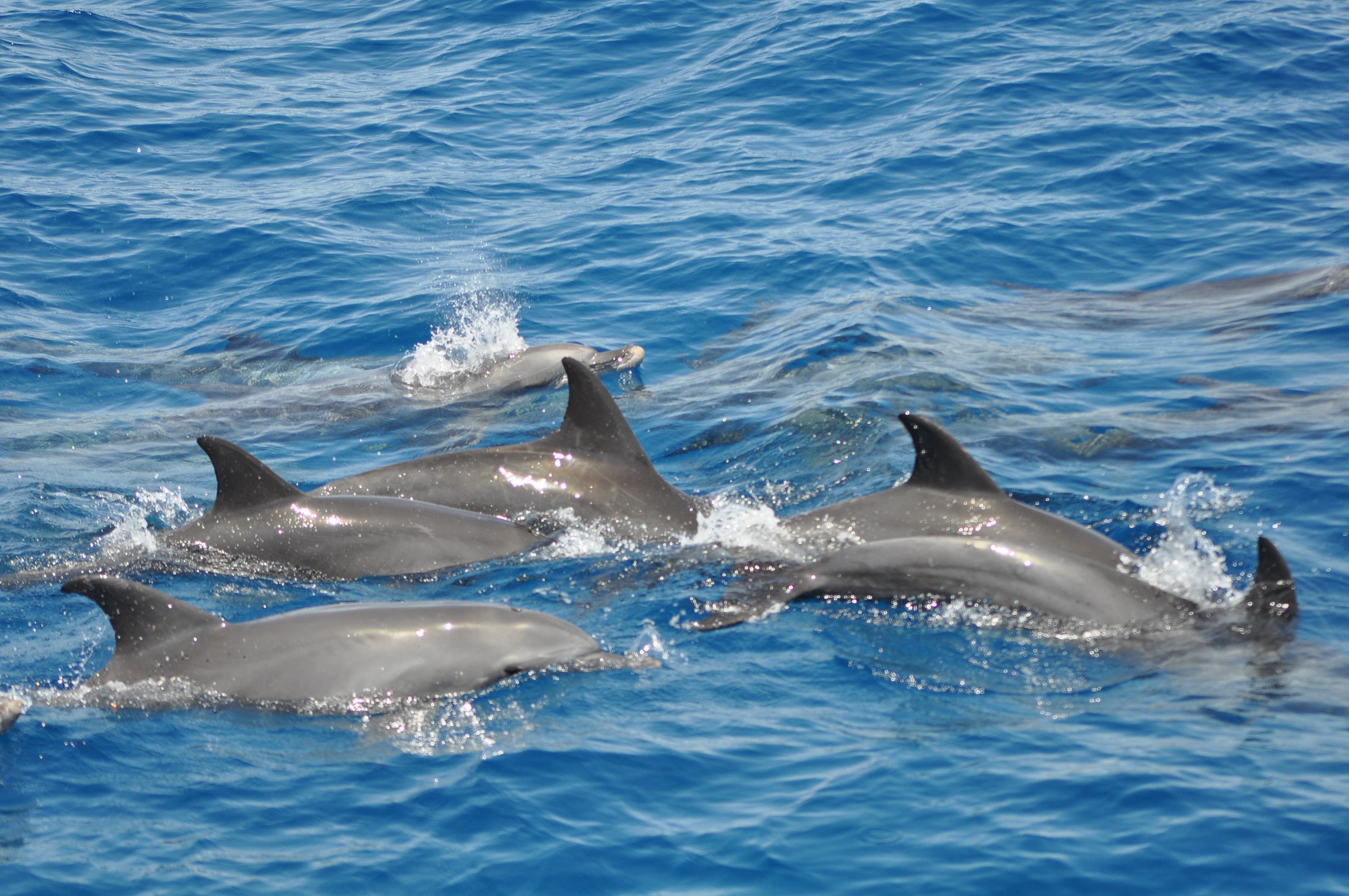 Delfin Tour In Hurghada