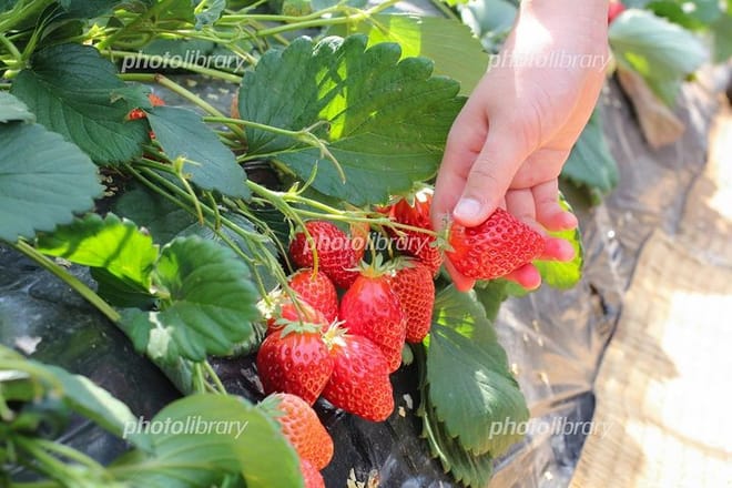 You can enjoy strawberry picking from January to April every year.