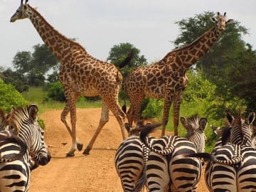 Private Tour of Nairobi National Park and Carnivore Restaurant