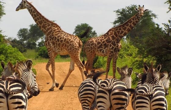 Private Tour : Nairobi National Park & Carnivore Restaurant Lunch or Dinner Tour