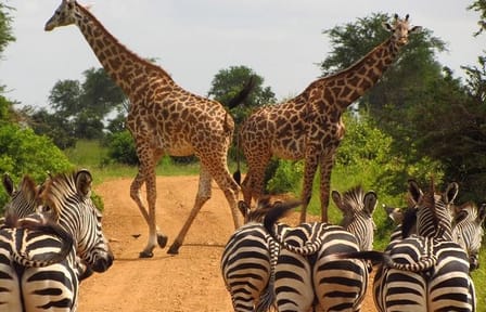 Private Tour of Nairobi National Park and Carnivore Restaurant