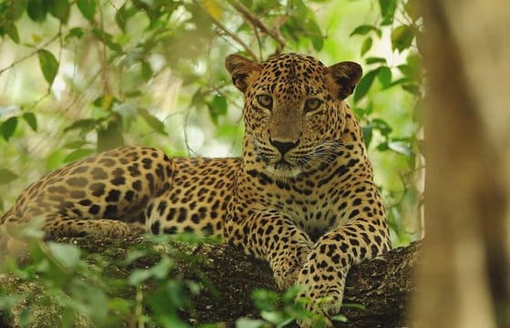 Wilpattu National Park Private Full Day Safari From Negombo
