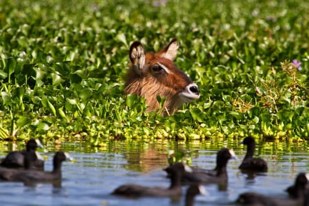 Crescent Island Safari: Wildlife Viewing & Boat Ride on Lake Naivasha