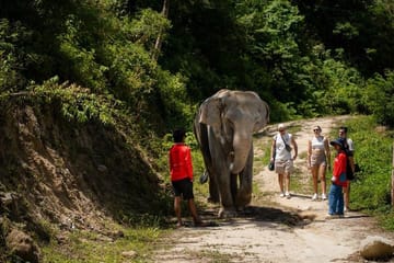 Elephant Sanctuary Small Group Tour in Phuket