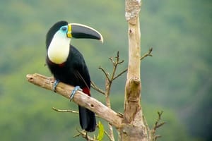 4 Day Manu Bird Watchers Paradise - Group Service