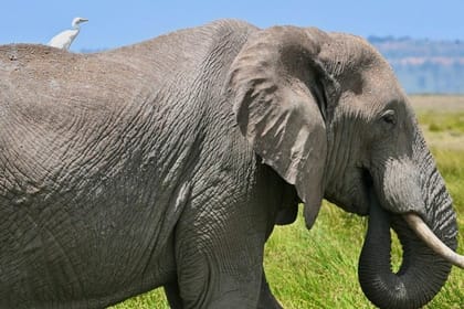 Amboseli Full Day Trip from Nairobi