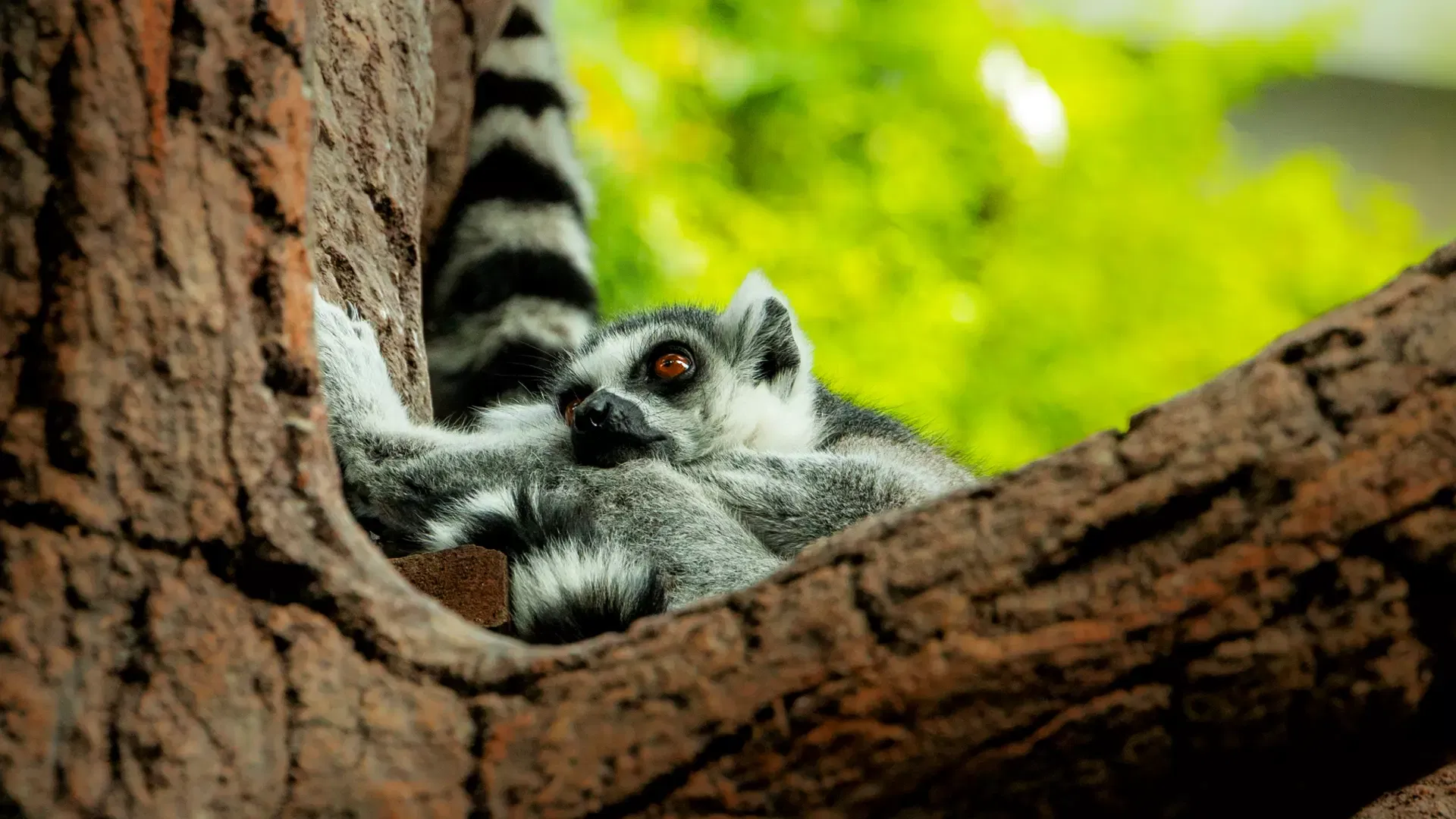 A ring-tailed lemur resting in the fork of a tree, its striped tail curled behind it, at The Green Planet Dubai
