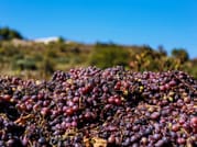 Paphos: Wine Tour – Vineyards, Tastings & Scenic Views 4