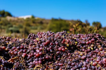 Paphos: Wine Tour – Vineyards, Tastings & Scenic Views