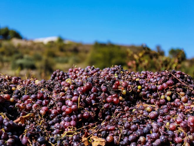 Paphos: Wine Tour – Vineyards, Tastings & Scenic Views 4