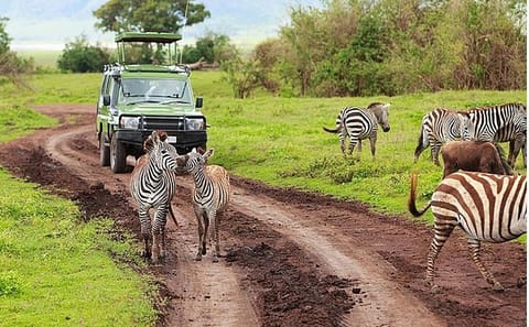 5-Day Private Safari Tour of Maasai Mara and Lake Nakuru