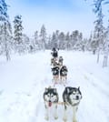 Husky Wild Running 7