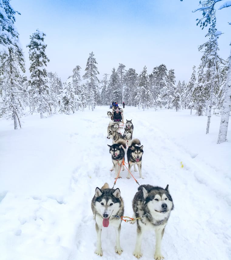Husky Wild Running 7