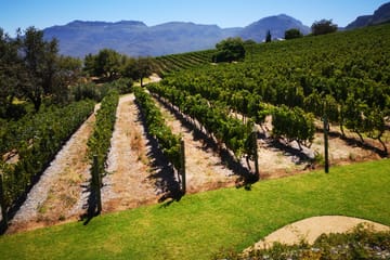 Private Full-Day Stellenbosch Wine Tour from Cape Town