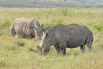 Nairobi National Park Wildlife Adventure Tour