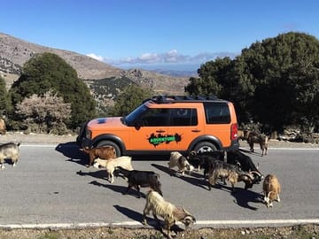 Our Land Rovers out in the green