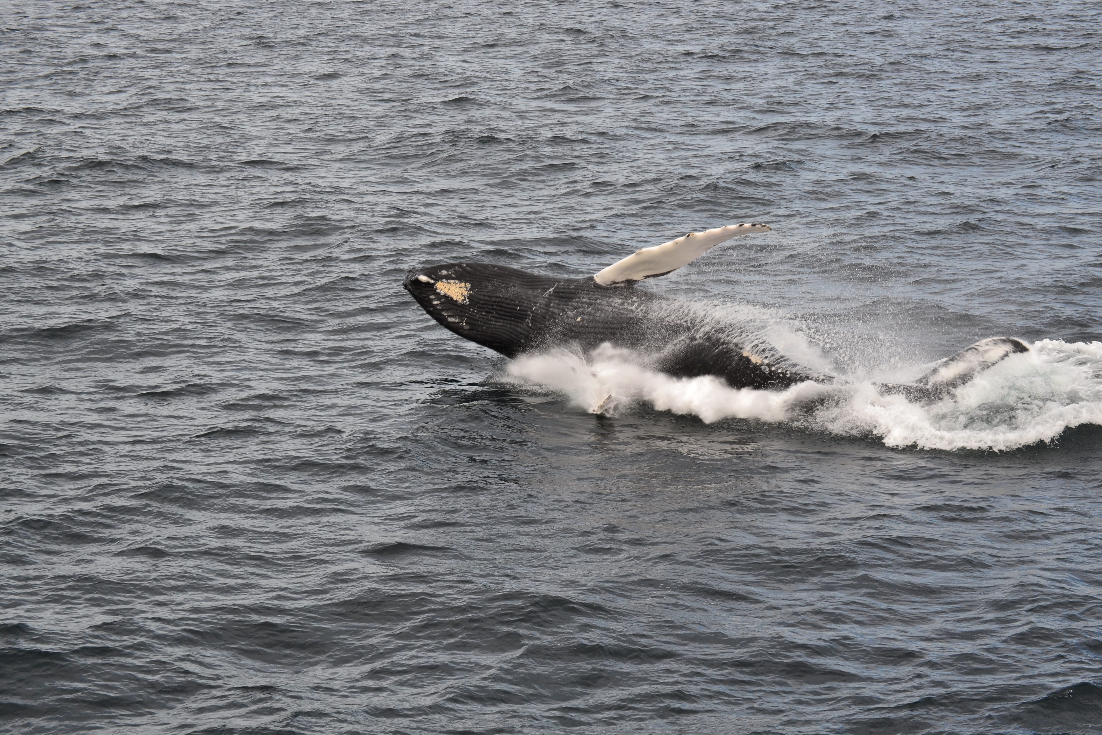 Whale surfacing beside the ocean during a North Iceland whale tour