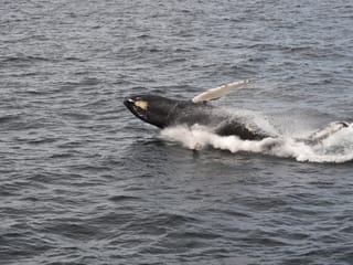 Whale surfacing beside the ocean during a North Iceland whale tour