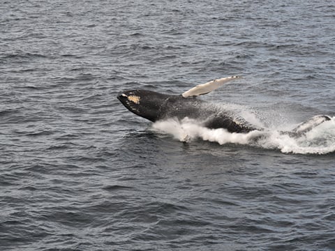 Whale surfacing beside the ocean during a North Iceland whale tour