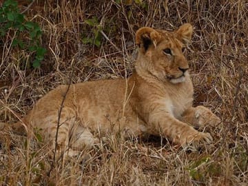 Discover Kenya Splendor: 4-Day Masai Mara & Nakuru Adventure Tour