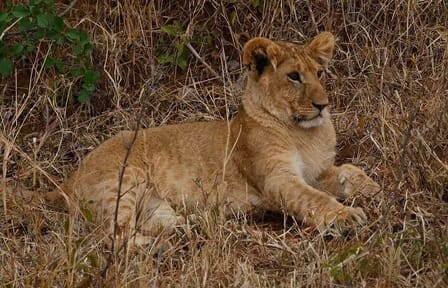 Discover Kenya Splendor: 4-Day Masai Mara & Nakuru Adventure Tour