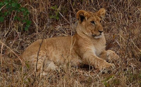Discover Kenya Splendor: 4-Day Masai Mara & Nakuru Adventure Tour