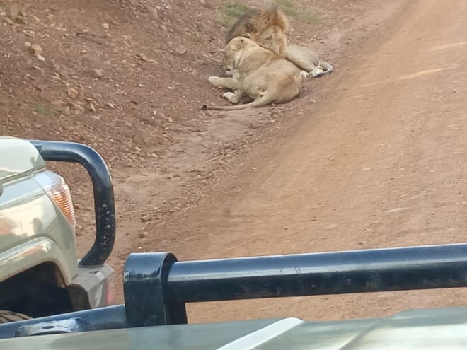 CLASSIC 6 DAYS 5 NIGHTS AMBOSELI NAKURU MAASAI MARA SAFARI 9