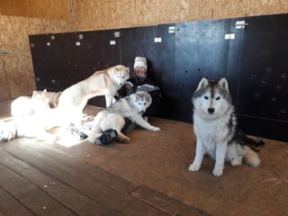 Siberian Husky Kennel Visit, photo 8