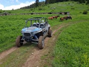 Private Buggy Vineyards Tour 9