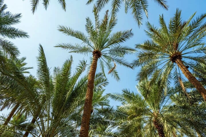 Qassim Heritage Tour Culture, Markets & Traditions 9