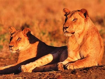 3 Days & 2 Nights Safari – Maasai Mara National Reserve Safari