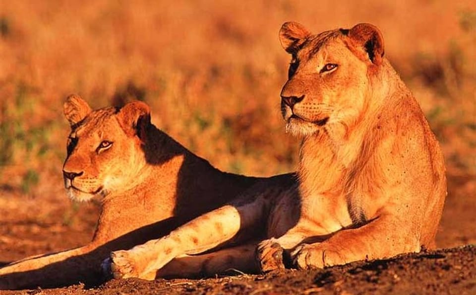 3 Days & 2 Nights Safari – Maasai Mara National Reserve Safari