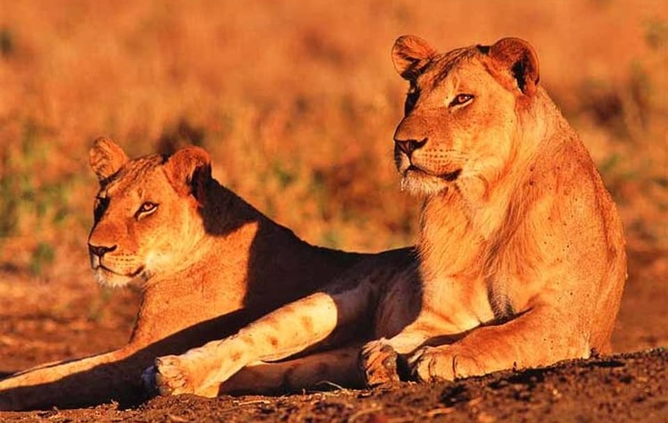 3 Days & 2 Nights Safari – Maasai Mara National Reserve Safari