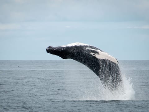 Whale Watching & Lava Show, photo 4