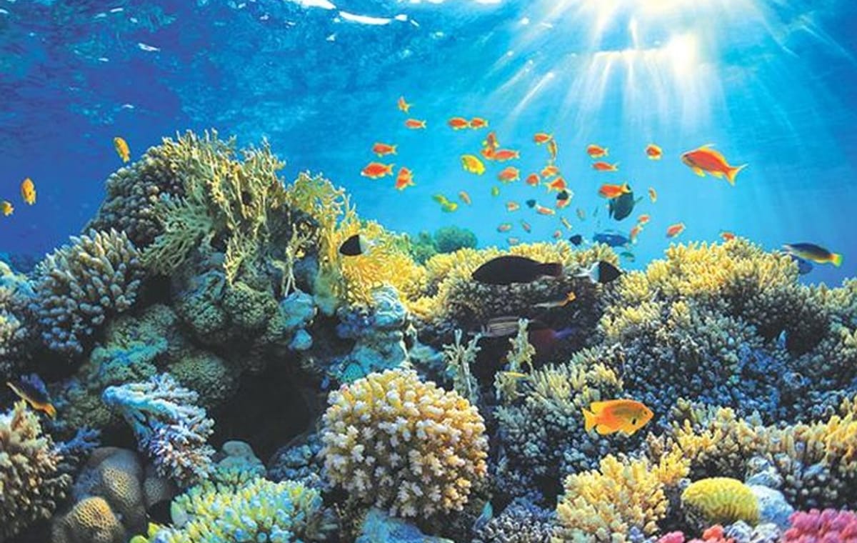 Boat safari & Hikkaduwa coral reef visit including Galle city from Hambantota