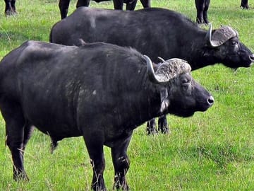 Day Tour of Ol Pejeta Conservancy and Chimpanzee Sanctuary in Kenya