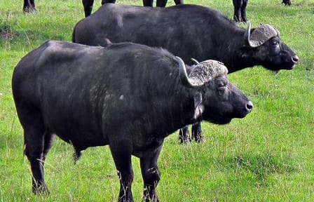 Day Tour Ol Pejeta Conservancy and Chimpanzee Sanctuary