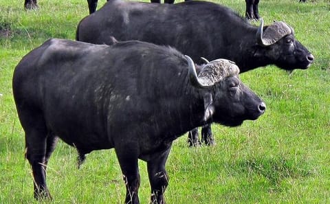 Day Tour of Ol Pejeta Conservancy and Chimpanzee Sanctuary in Kenya