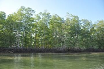 Mangrove -terraba -Sierpe River Tour