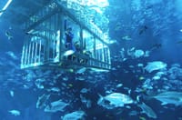 Cage Snorkeling 1