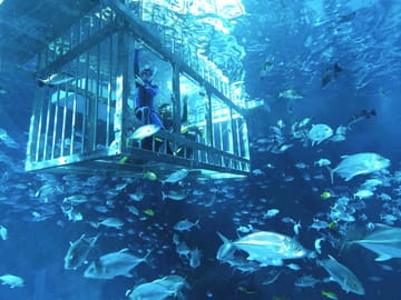 Cage Snorkeling Experience in Dubai's Underwater Aquarium