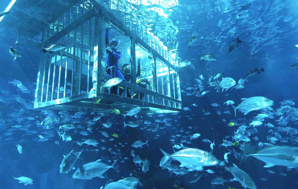Cage Snorkeling Experience in Dubai's Underwater Aquarium