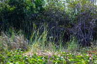Miami's #1 Everglades Adventure: Airboat Ride, Gator Show, Park Entry & Free Transportation 8